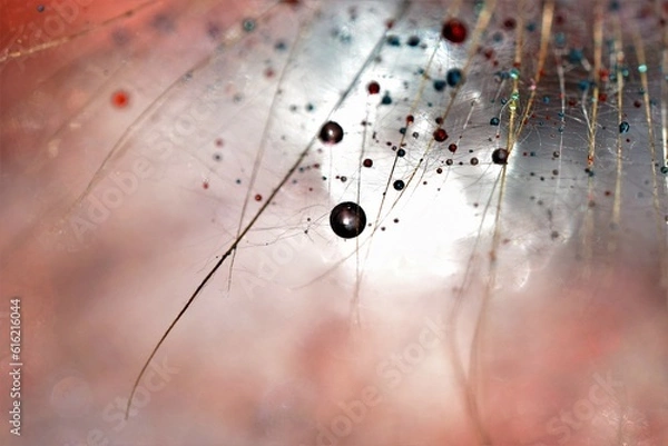 Fototapeta colorful dandelion seeds