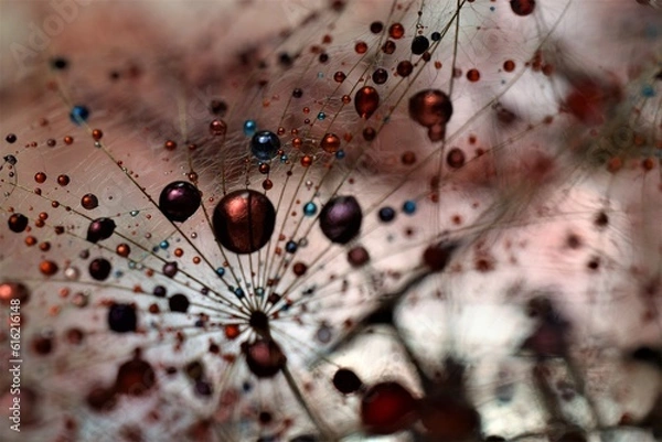 Obraz colorful dandelion seeds