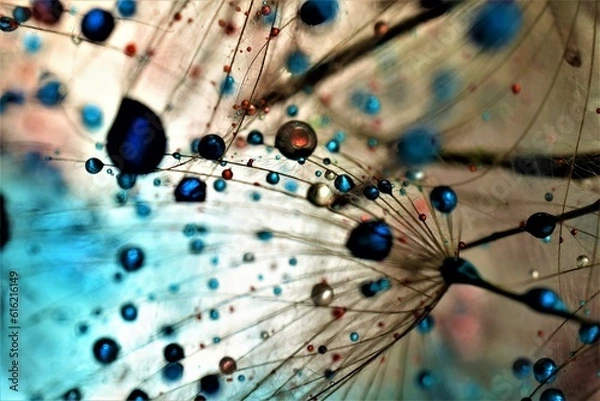 Obraz colorful dandelion seeds