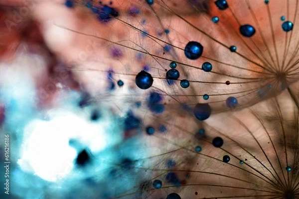 Fototapeta colorful dandelion seeds
