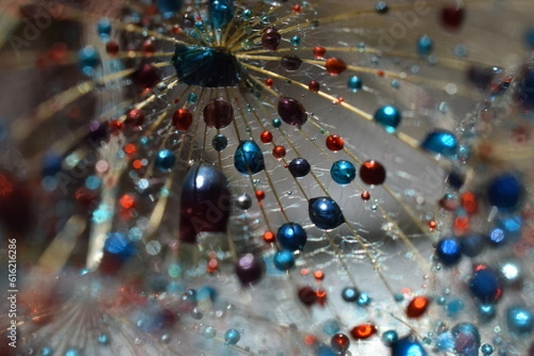 Fototapeta colorful dandelion seeds