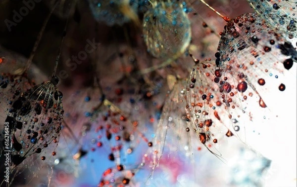 Obraz colorful dandelion seeds