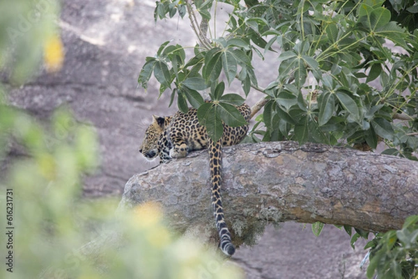 Obraz leopard in the tree