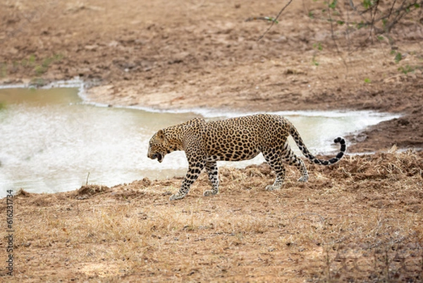Obraz leopard at a lake