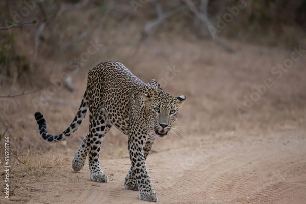 Obraz portrait of a leopard