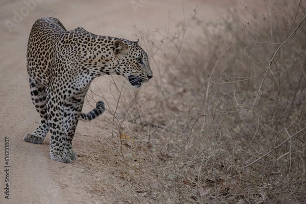 Obraz portrait on road