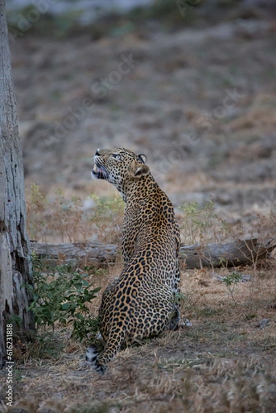 Obraz leopard at the tree