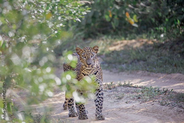 Obraz leopard boy behind tree
