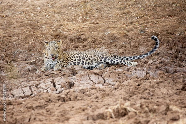 Obraz leopard on the ground