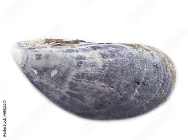 Fototapeta Miesmuschel (Mytilus) / weißer HG