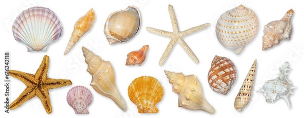 Fototapeta Panoramic view of starfish and seashells isolated on transparent background. Seashell for you design.
