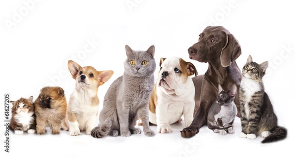 Fototapeta Group of cats and dogs in  white background, cat and dog