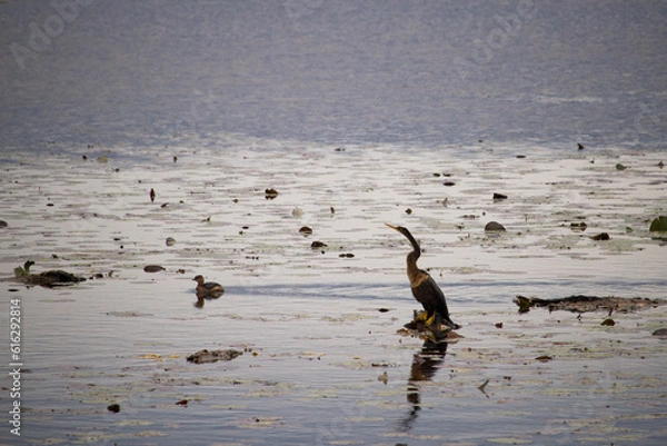 Obraz seagulls on the beach