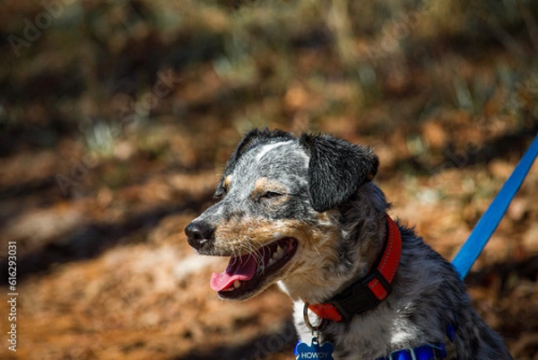 Obraz blue heeler