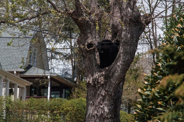 Obraz nest on tree