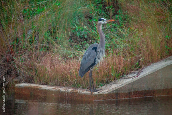 Obraz great blue heron