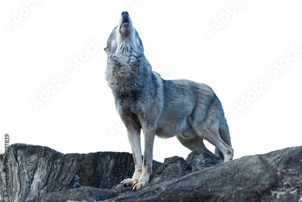 Fototapeta 崖の上で遠吠えをするオオカミ