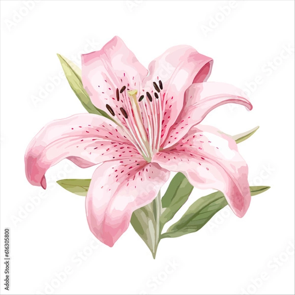 Fototapeta pink lily isolated on white