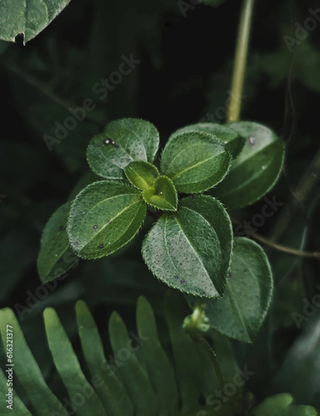 Obraz leaves with dew