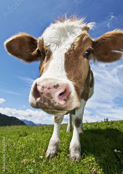 Obraz Kalb auf der Alm