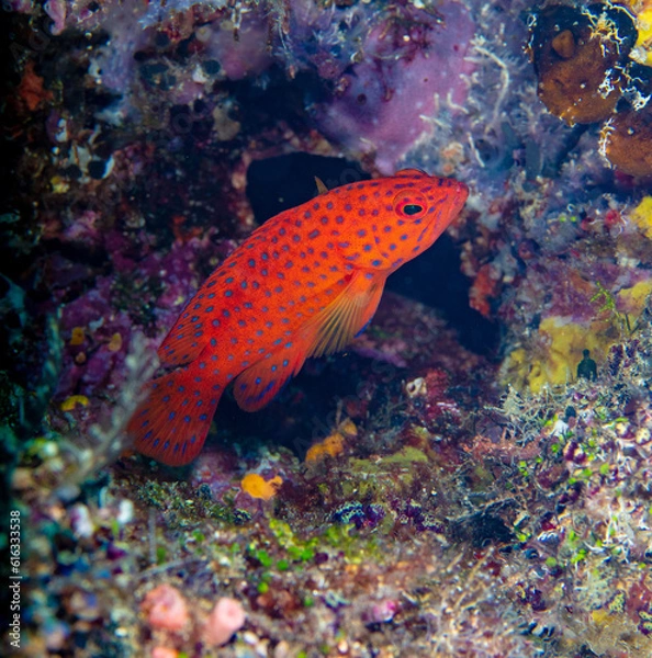 Obraz Coral grouper