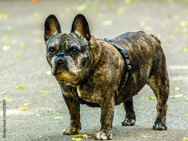 Obraz buldog francuski