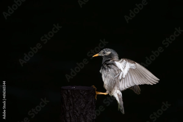 Obraz ムクドリの飛翔と着地