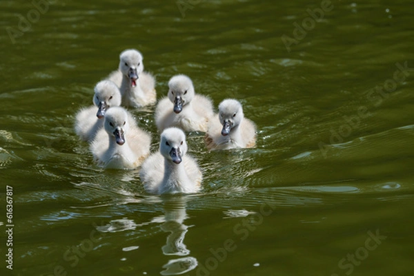 Obraz コブハクチョウの可愛いヒナと子育て