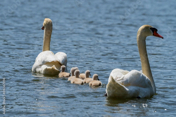 Obraz コブハクチョウの可愛いヒナと子育て