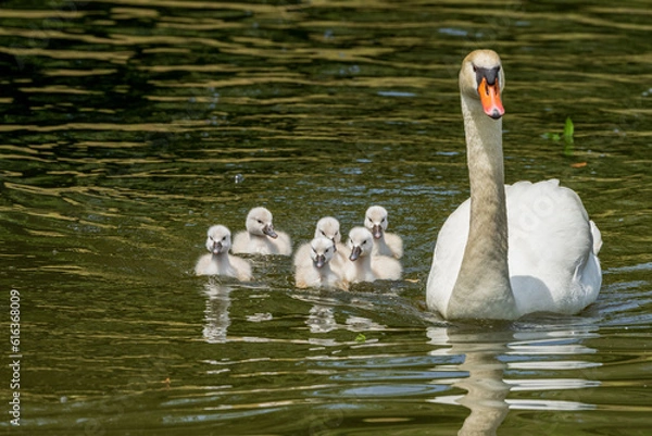 Obraz コブハクチョウの可愛いヒナと子育て