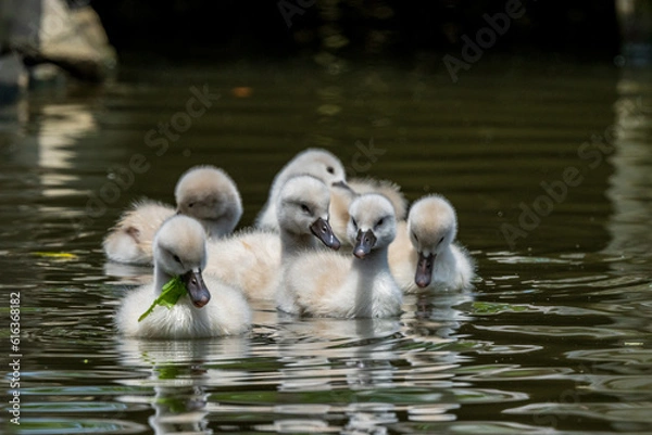 Obraz コブハクチョウの可愛いヒナと子育て