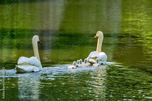 Obraz コブハクチョウの可愛いヒナと子育て