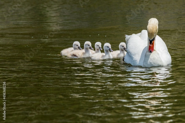 Obraz コブハクチョウの可愛いヒナと子育て