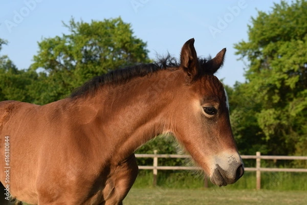 Obraz Cute little foal,one week old filly