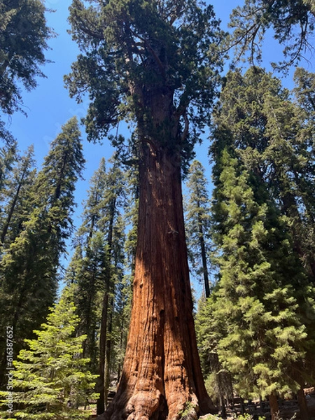 Obraz Sequoia National Park, California
