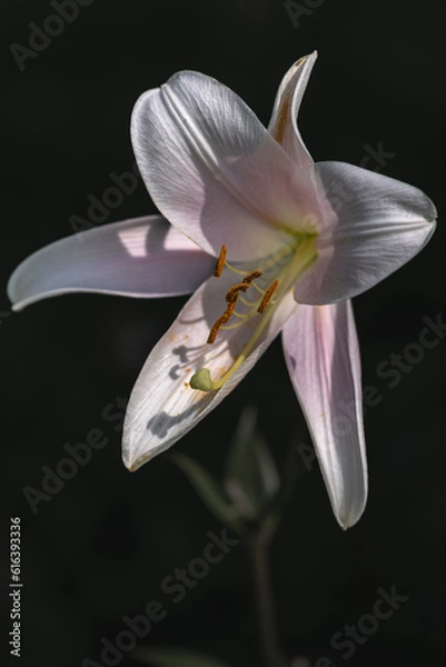 Fototapeta 暗闇に輝くユリの花