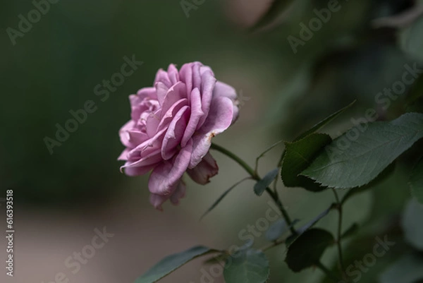 Fototapeta 薄紫色の薔薇は落ち着きを感じさせる