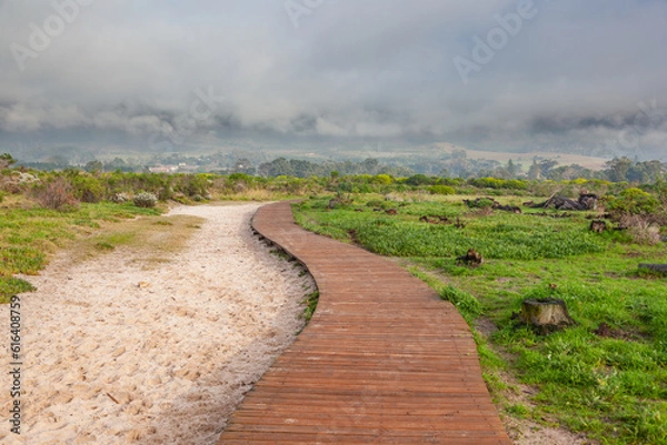 Fototapeta A walkway through Tokai forest, offers w onderful hiking experience through the southern suburbs of Cape Town.