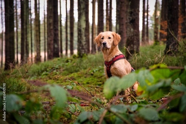 Obraz Golden Retriever 
