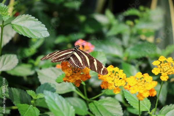 Fototapeta The long-winged zebra butterfly has black and white stripes resembling a zebra.