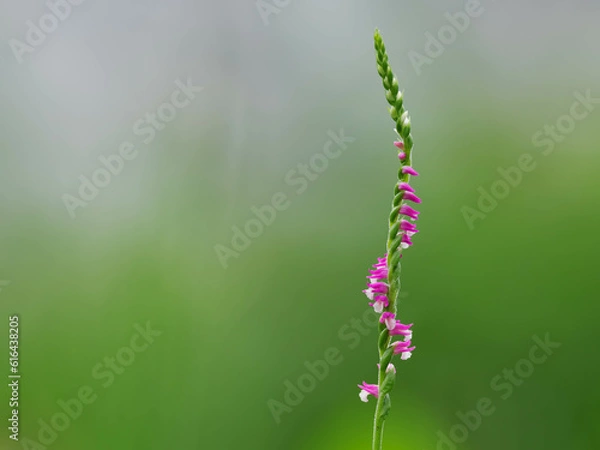 Obraz 初夏の草原のネジバナ