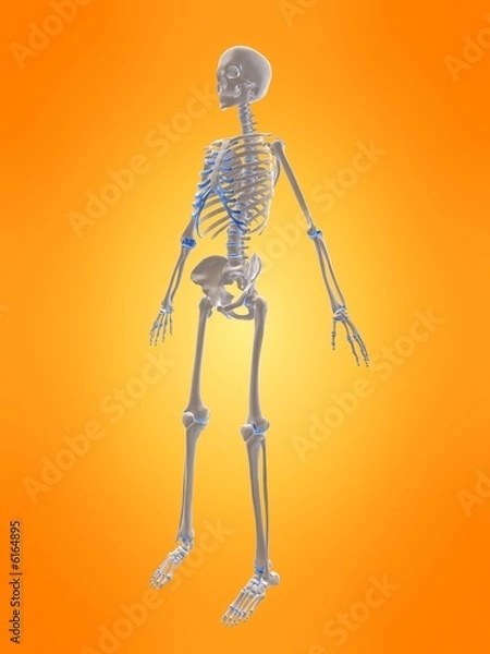 Fototapeta seitenansicht eines menschlichen skeletts