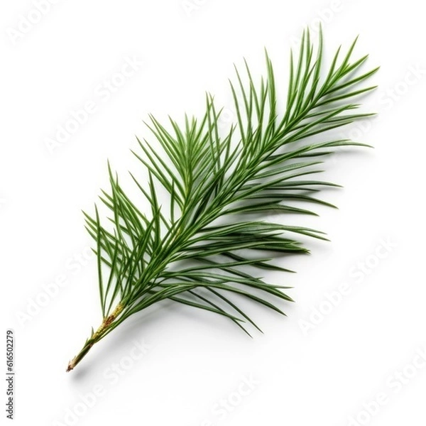 Obraz Fir needle leaf isolated on white background. Generative AI