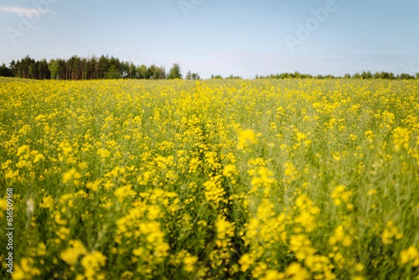Fototapeta Blooming canola field. Rape on the field in summer. Bright Yellow rapeseed oil. Flowering rapeseed. with blue sky and clouds