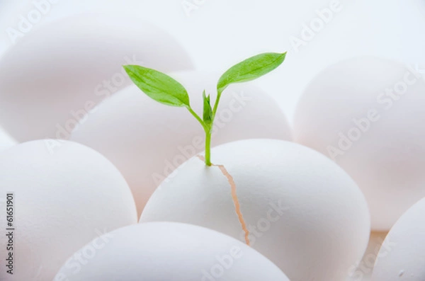 Fototapeta たまごの発芽