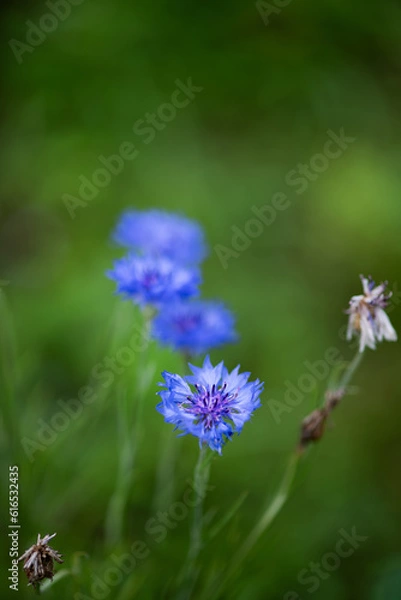 Fototapeta cornflower
