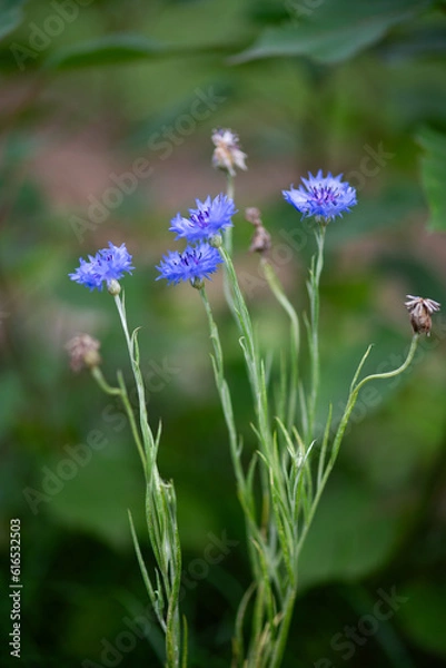 Fototapeta cornflower