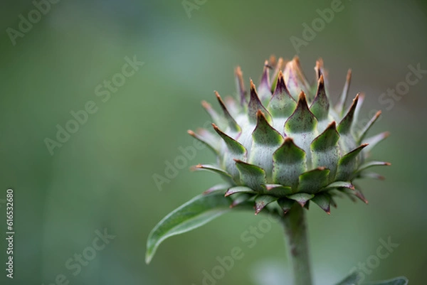 Fototapeta Artichoke