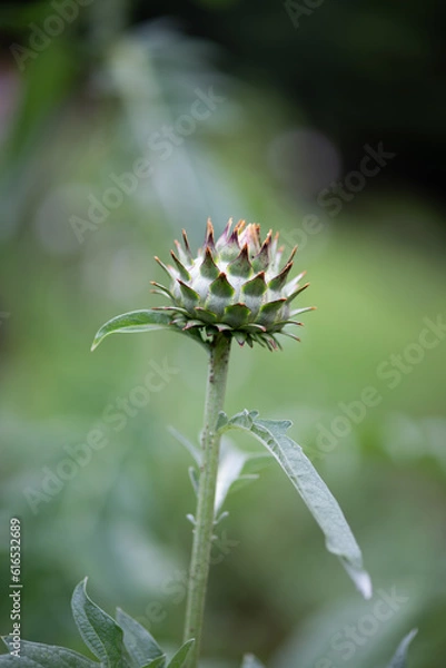 Fototapeta Artichoke