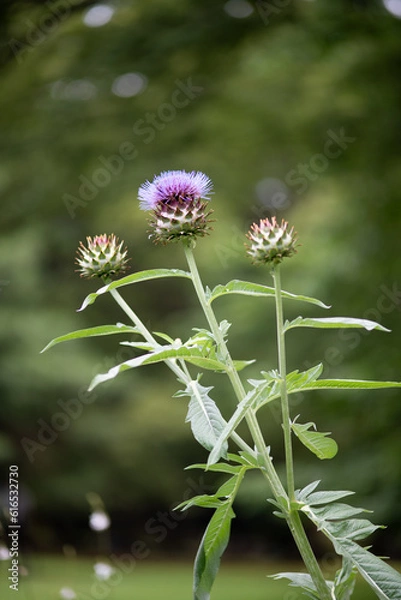 Fototapeta Artichoke